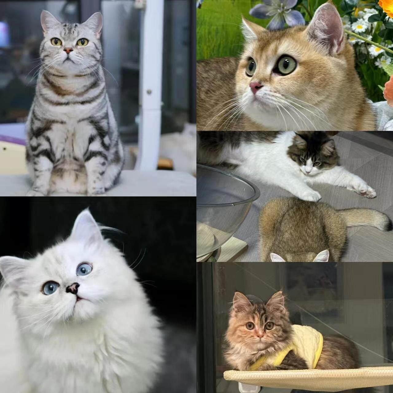 طقم خواتم Cat بتصميم قطط كيوت ورسومات متنوعة.